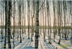 Файл=pic_m_vm_07_birch_wood.jpg
Объём=124КБ
Размеры=700x476
Дата=Апр 12, 2005 pic_m_vm_07_birch_wood.jpg