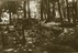 Моршанск. Поломка могильных оград на городском кладбище (11.06.1932)